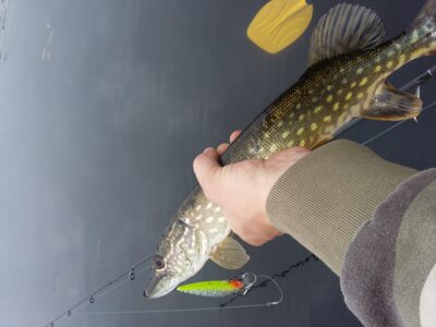 Northern Pike, 0.8 kg