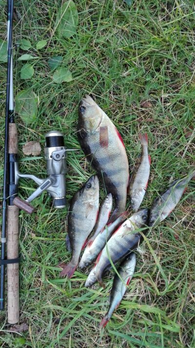 Eurasian perch, 0.4 kg — Kiaunas