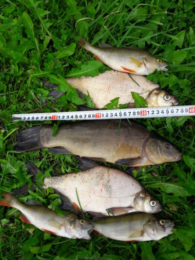 Tench, 1.2 kg — Šaukėnų I-asis