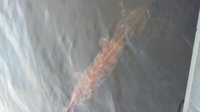 Northern Pike, 6.2 kg — Balskų