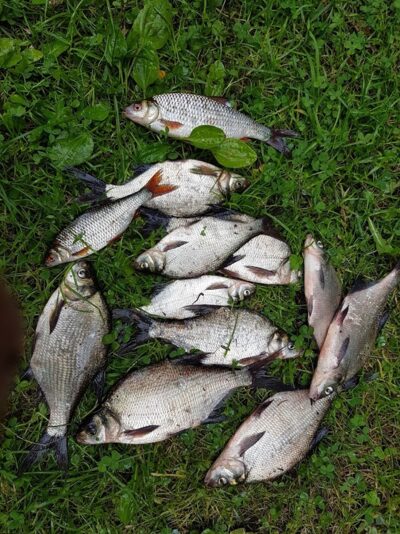Carp bream