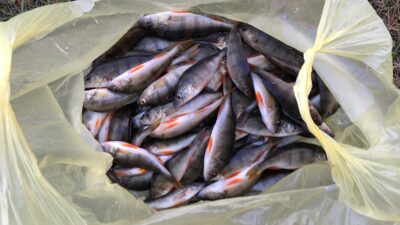 Eurasian perch