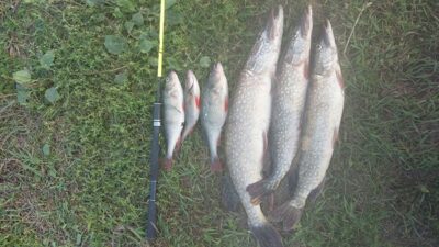 Northern Pike, 1.8 kg — Neman River