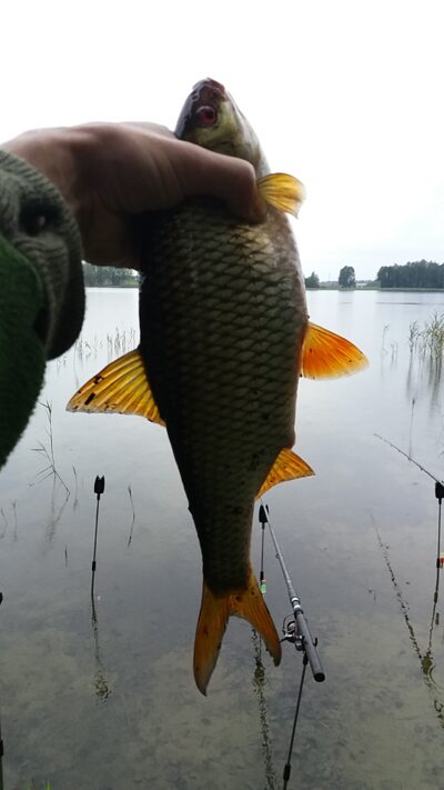 Roach, 0.8 kg