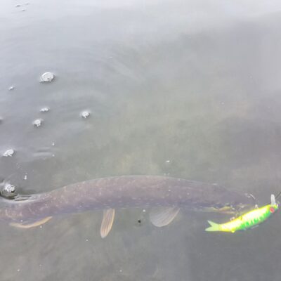 Northern Pike