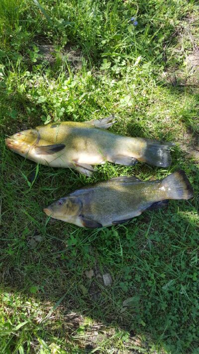 Tench — Bijotė