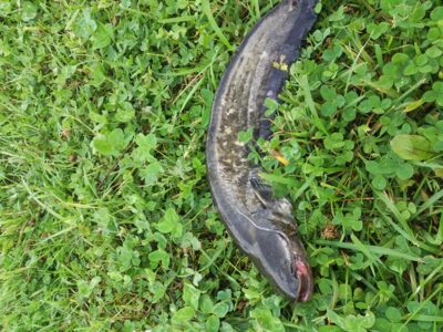 Wels catfish