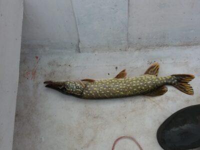 Northern Pike