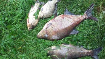 Carp bream, 2.7 kg — Neman River