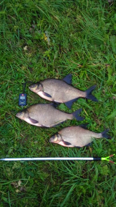 Carp bream, 1.6 kg — Mūša