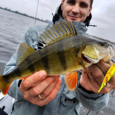 Eurasian perch