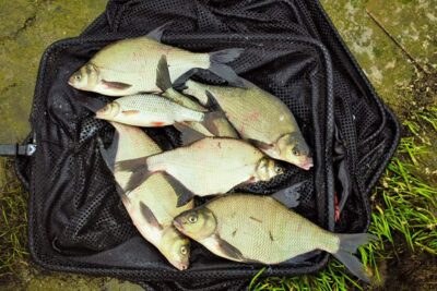 Carp bream — Sartai