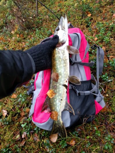 Northern Pike — Seklinas