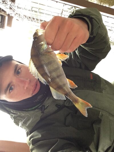 Eurasian perch