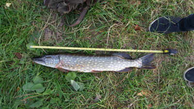 Northern Pike, 2.5 kg