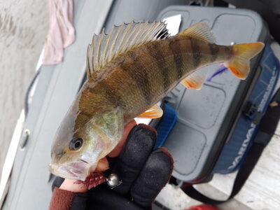 Eurasian perch