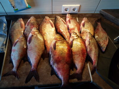 Carp bream ×12