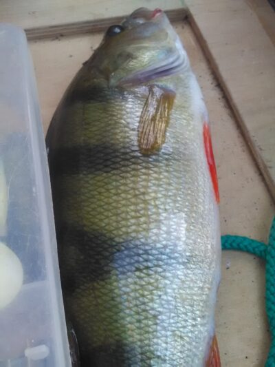 Eurasian perch