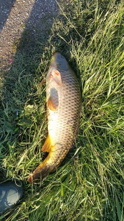 Carp, 6.7 kg