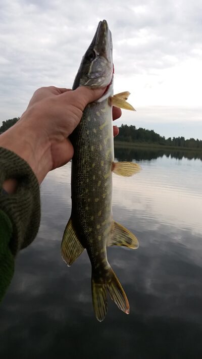 Northern Pike ×3