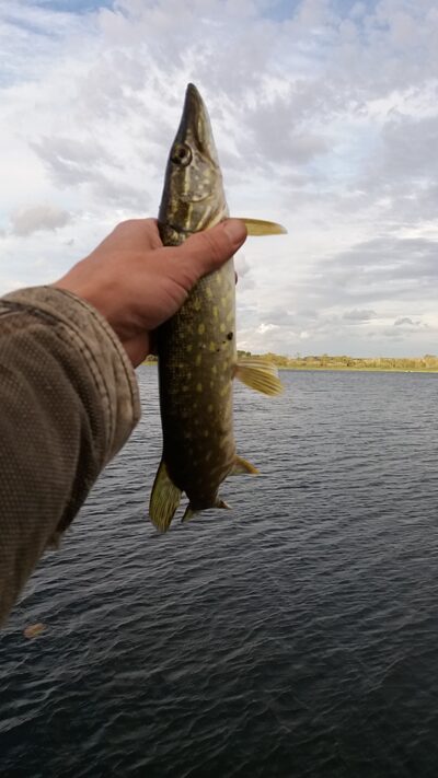 Northern Pike ×2