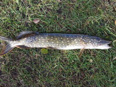 Northern Pike, 1.0 kg