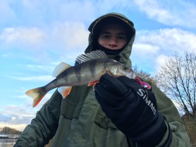 Eurasian perch