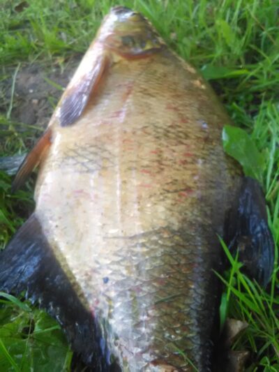 Carp bream