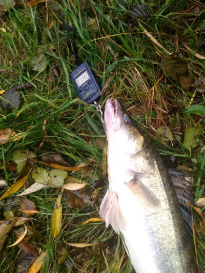 Pike perch