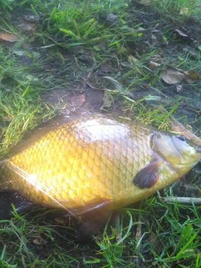 Crucian carp, 0.9 kg