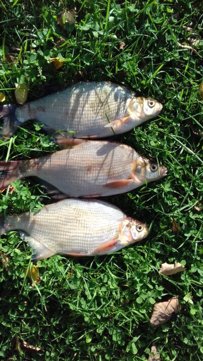 Carp bream ×3