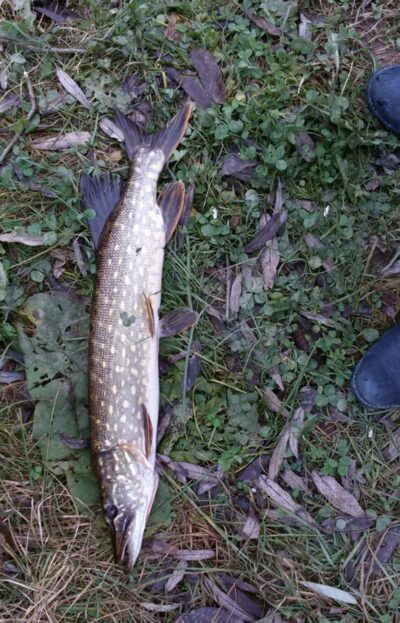 Northern Pike, 2.0 kg
