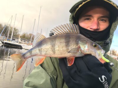 Eurasian perch