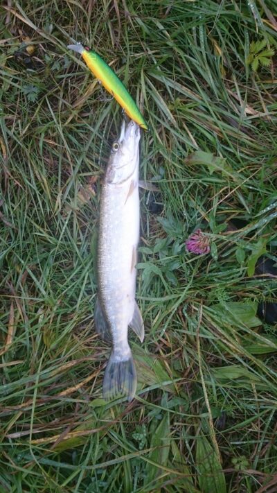 Northern Pike