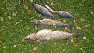 Northern Pike, 6.5 kg