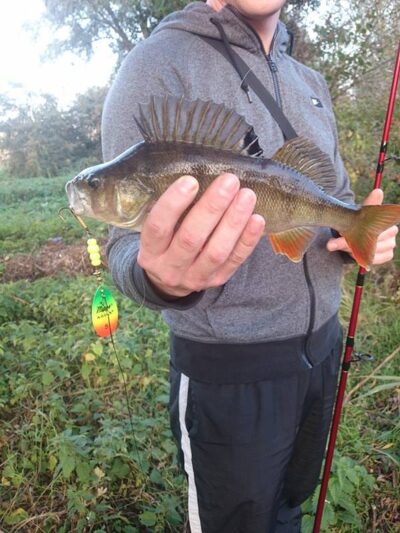Eurasian perch