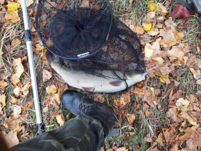 Barbel, 2.3 kg