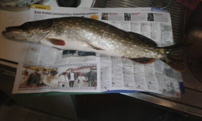 Northern Pike, 2.3 kg — Danė