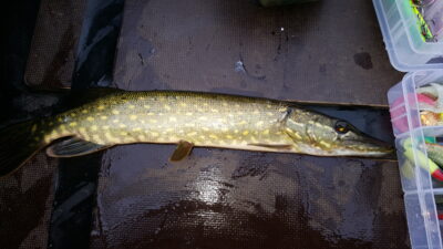 Northern Pike