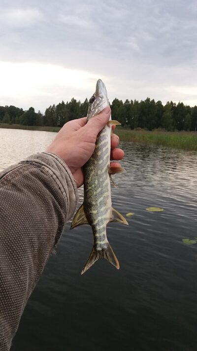 Northern Pike ×2