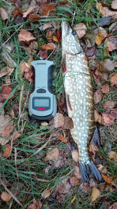 Northern Pike, 1.0 kg — Kiaunas
