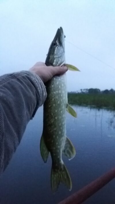 Northern Pike ×2