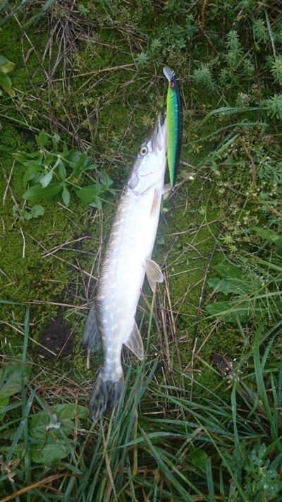 Northern Pike