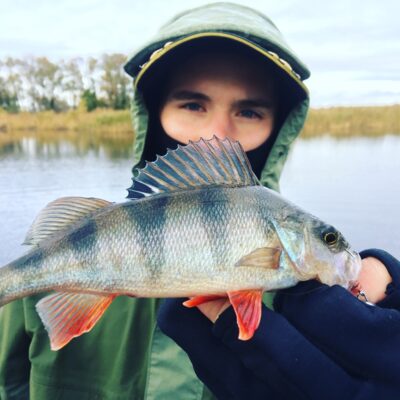 Eurasian perch