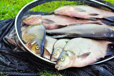 Carp bream — Sartai