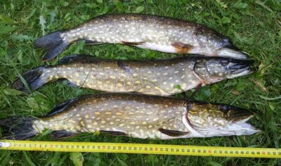 Northern Pike