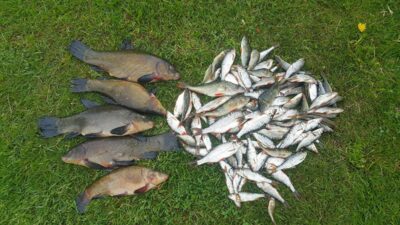 Tench