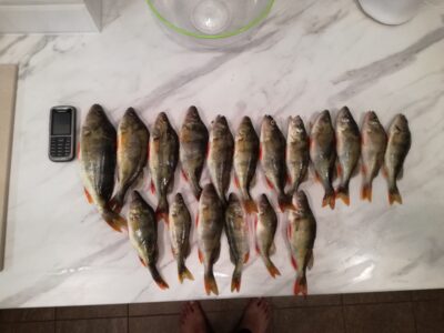 Eurasian perch ×18 — Ančia