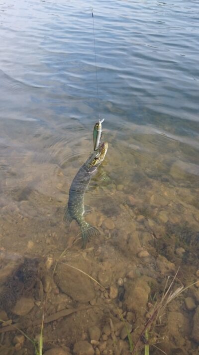 Northern Pike
