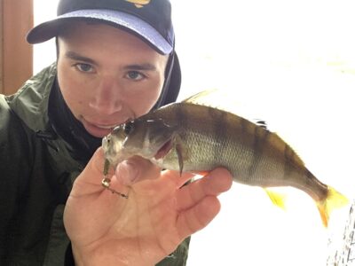 Eurasian perch